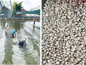 TPHCM: Cải tiến kỹ thuật nuôi ốc hương trong ao đất lót bạt